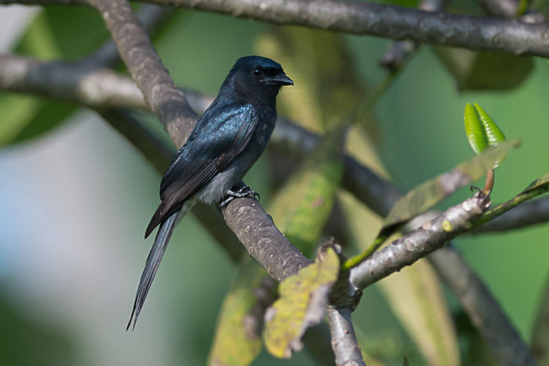 Witbuikdrongo